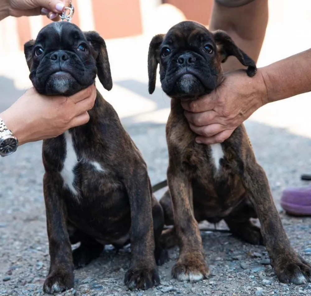 Boxer Puppies for Sale in New York (NY)