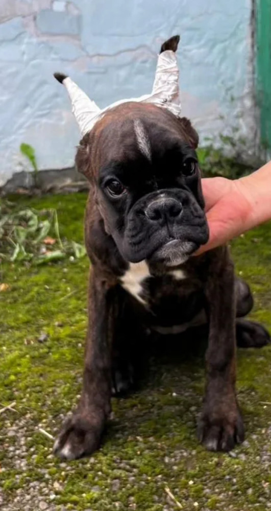 Boxer Puppies for Sale in New York (NY)