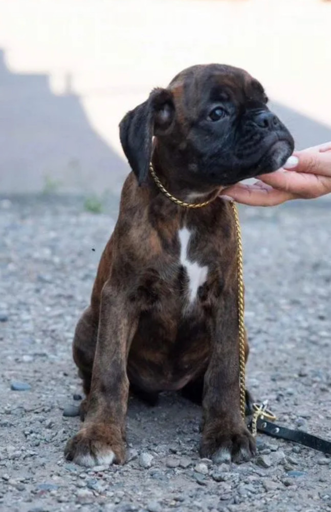 Boxer Puppies for Sale in New York (NY)