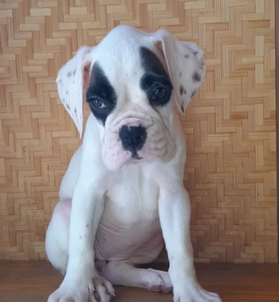 12-Week-Old Boxer Puppy Looking for a Home in the Bronx, New York (NY)
