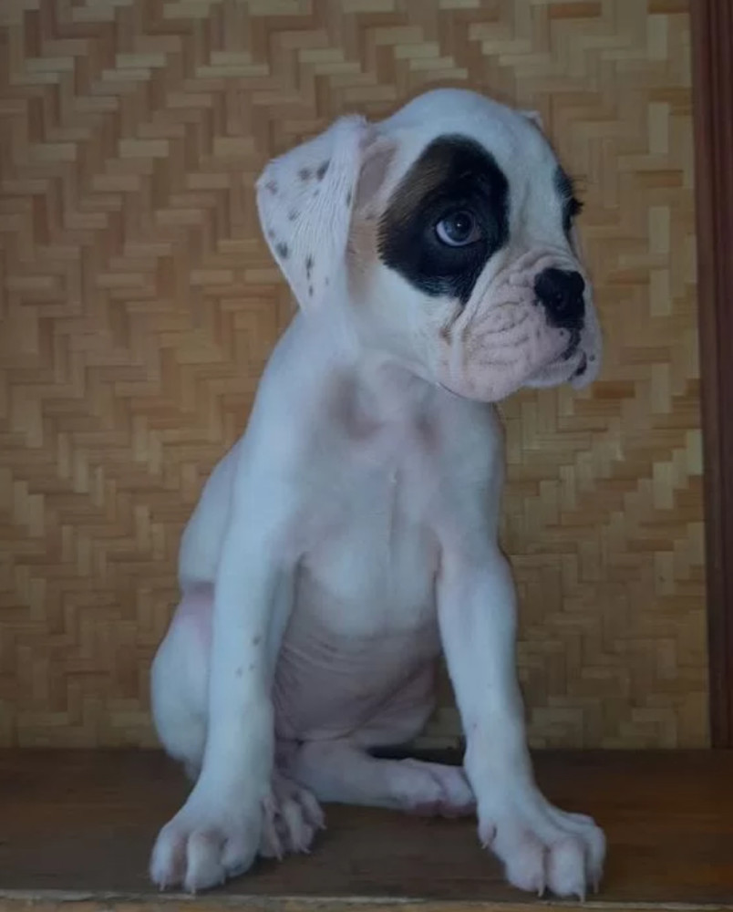 12-Week-Old Boxer Puppy Looking for a Home in the Bronx, New York (NY)