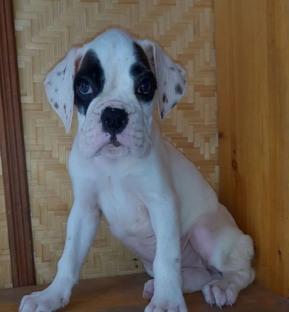 Female Boxer Puppies Looking for Loving Homes in Phoenix, Arizona (AZ)
