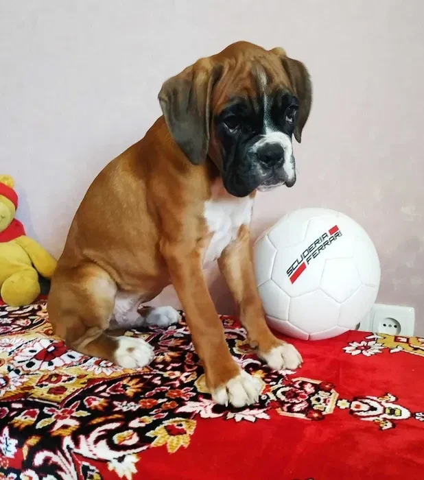 Adorable Male Boxer Puppies for Sale!