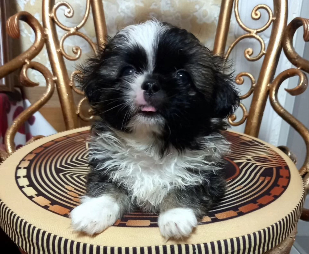 Pekingese Puppy for Sale in Texas (TX)