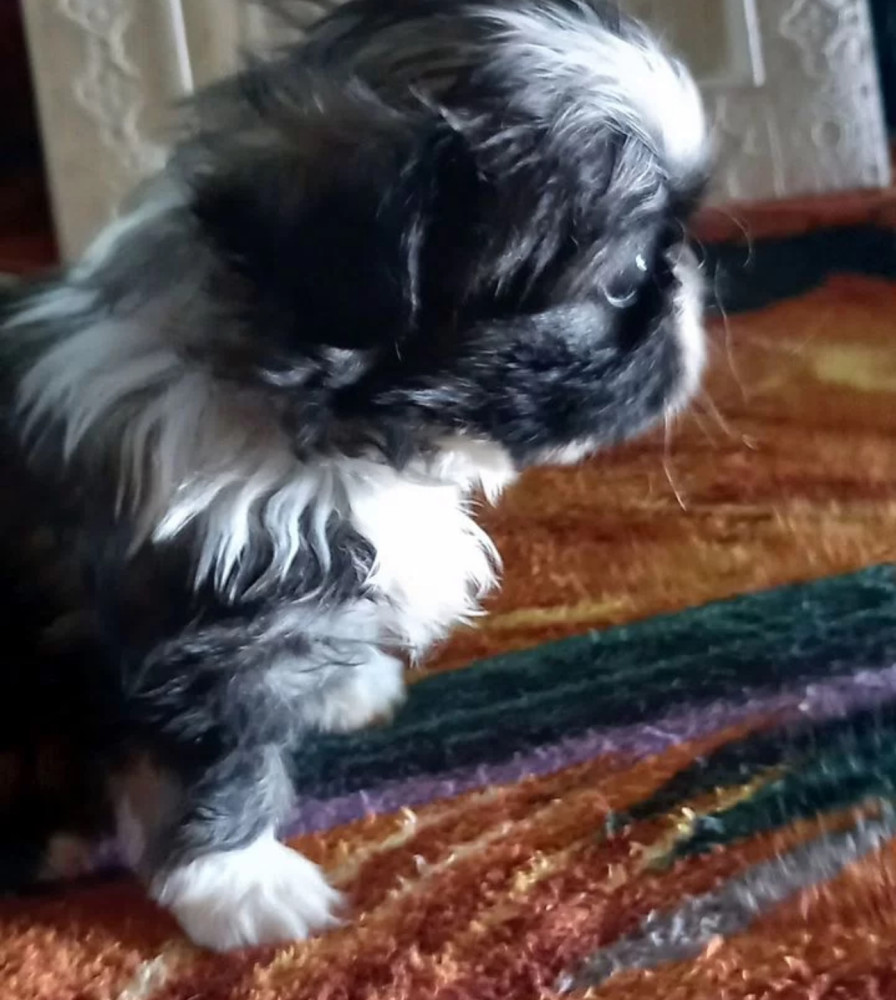 Pekingese Puppy for Sale in Texas (TX)