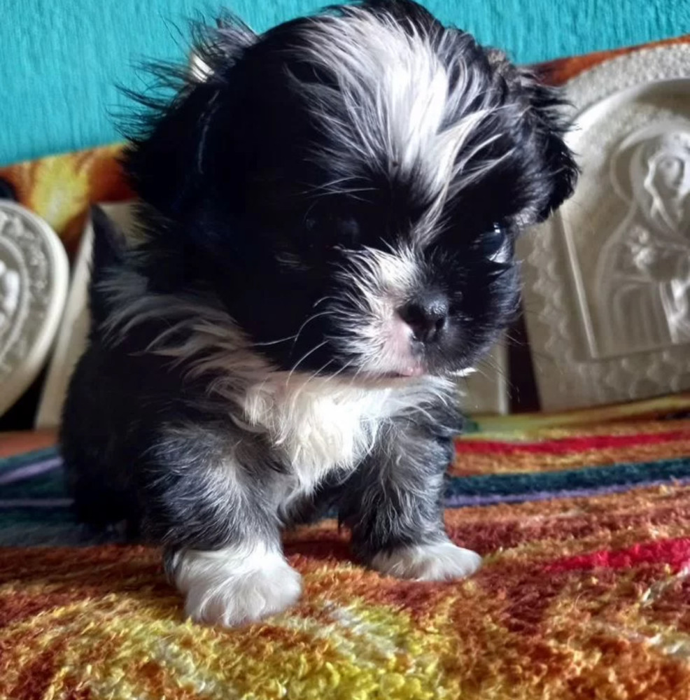 Pekingese Puppy for Sale in Texas (TX)