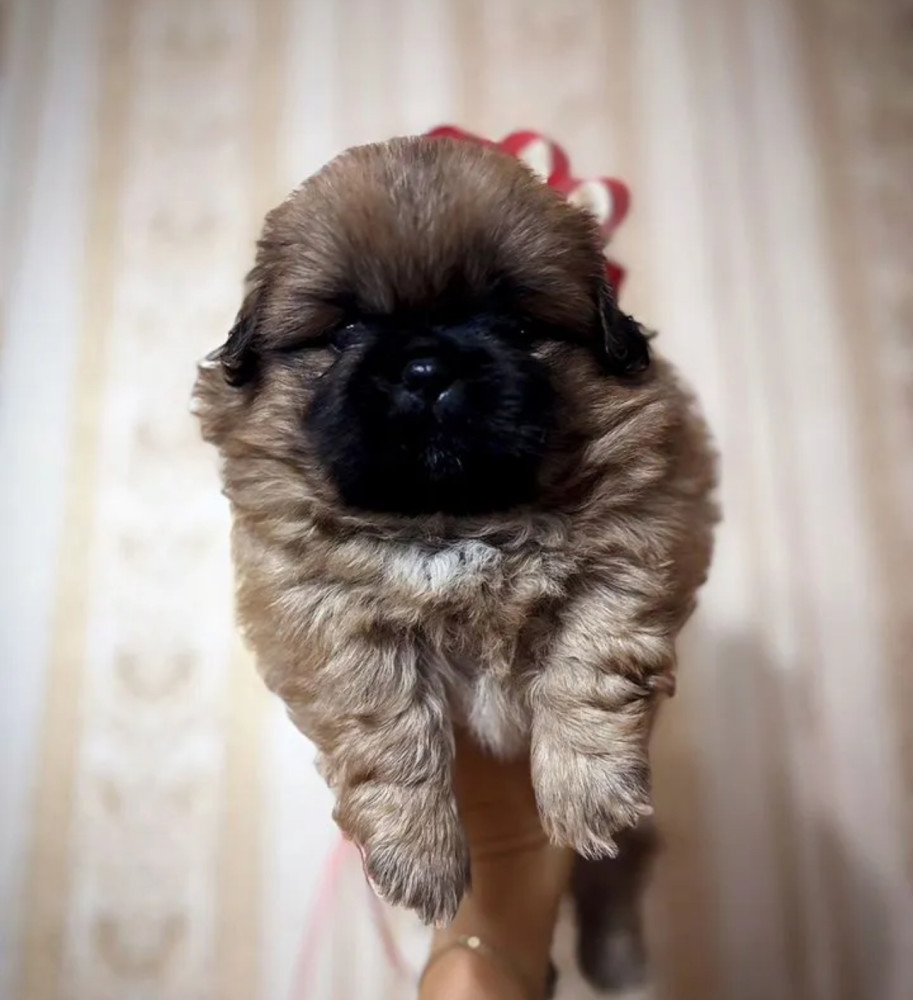 Pekingese Puppies for Sale in California (CA)