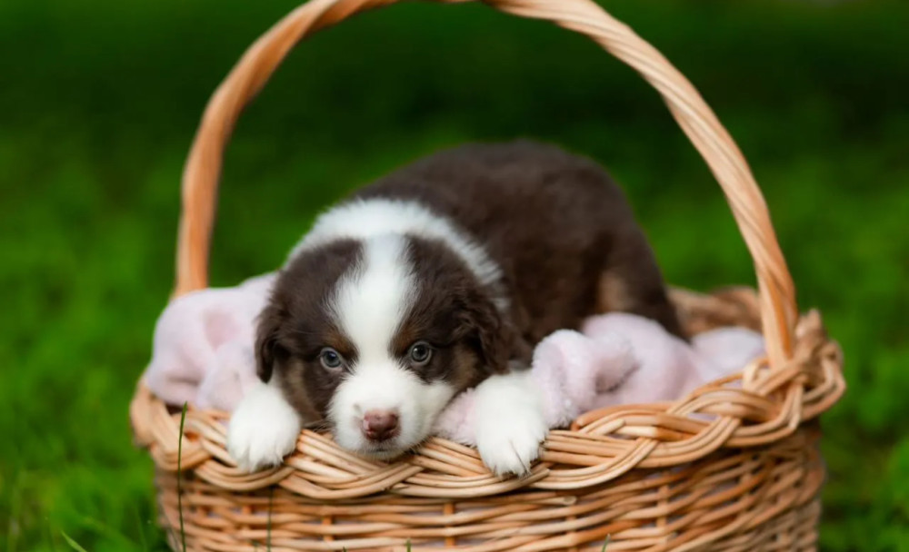 Australian Shepherd Puppies for Sale in New York (NY)