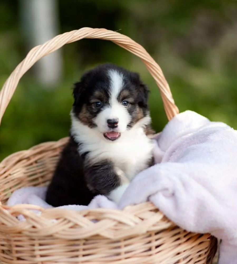 Australian Shepherd Puppies for Sale in New York (NY)