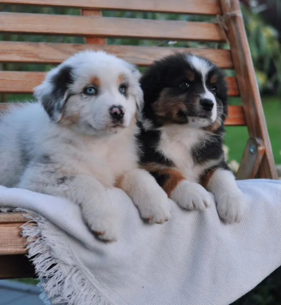 Australian Shepherd Puppies for Sale in New York (NY)