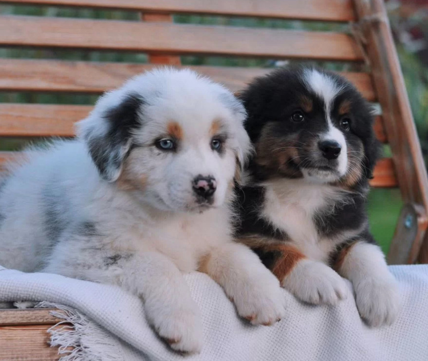 Australian Shepherd Puppies for Sale in New York (NY)
