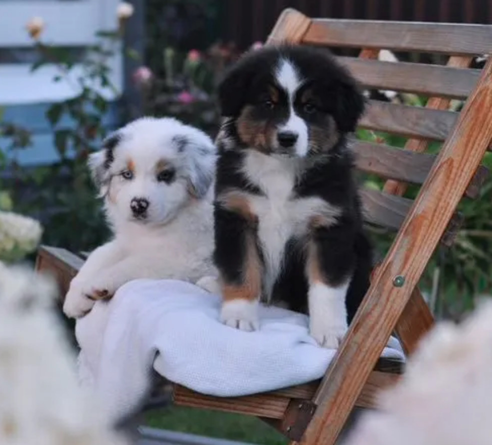 Australian Shepherd Puppies for Sale in New York (NY)