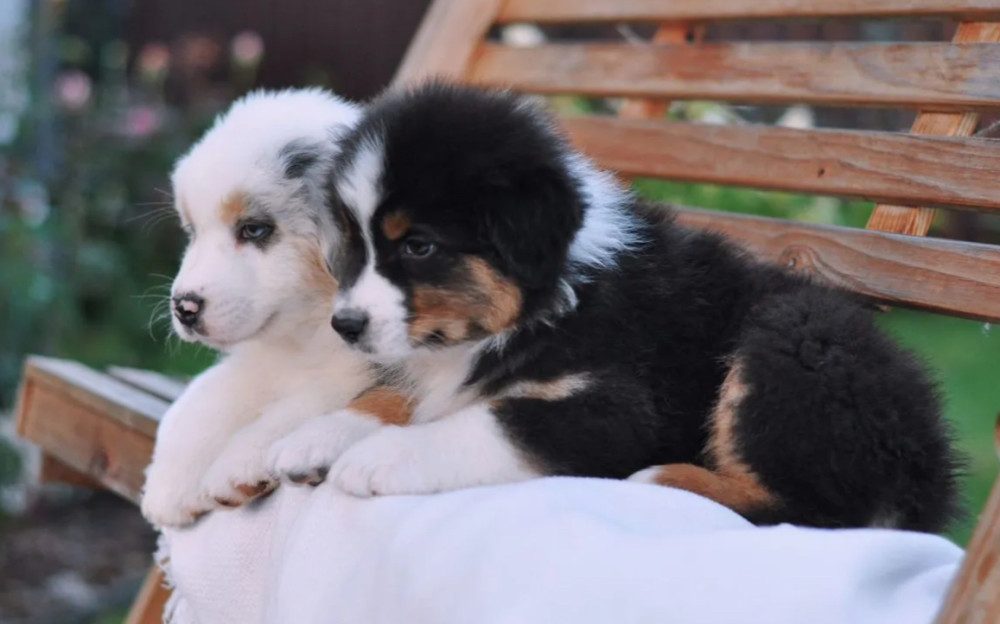 Australian Shepherd Puppies for Sale in New York (NY)