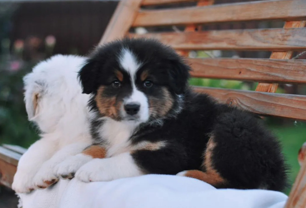 Australian Shepherd Puppies for Sale in New York (NY)