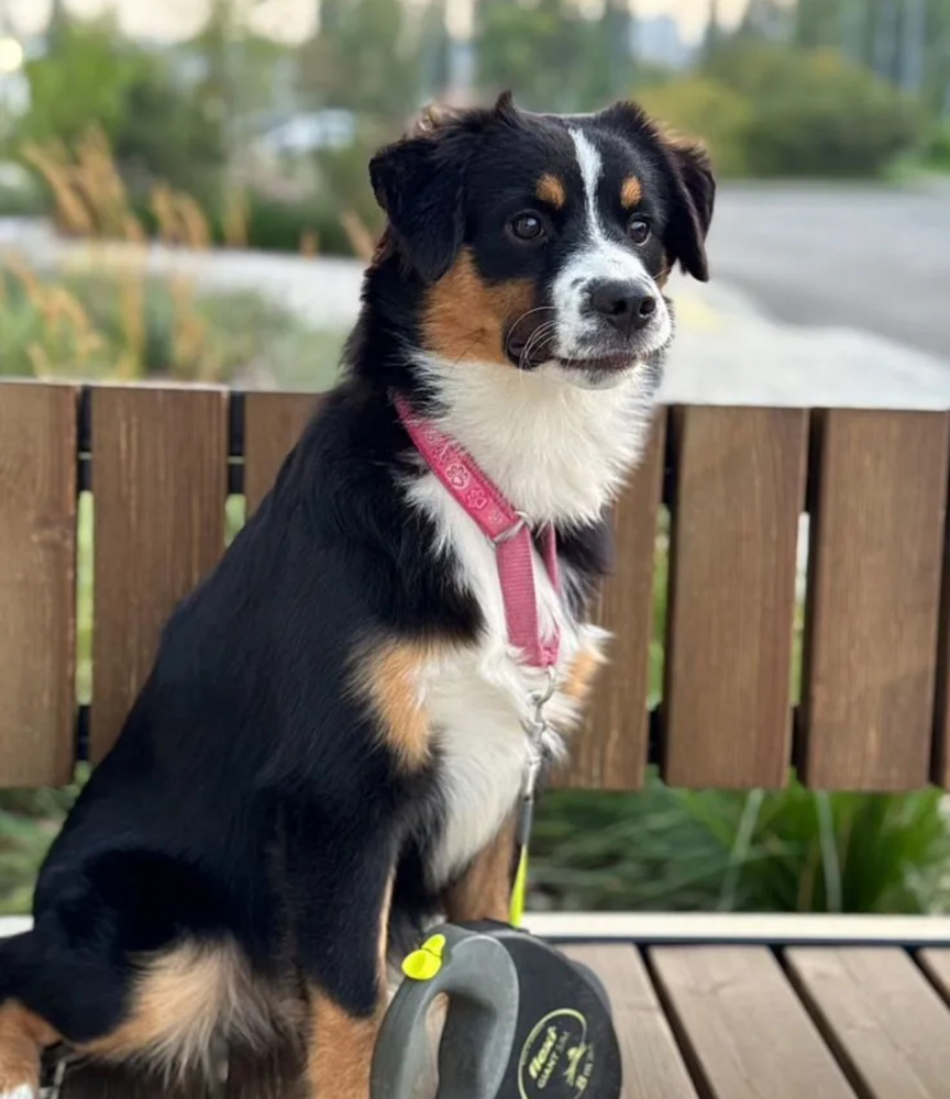 Australian Shepherd Puppies for Sale in Texas (TX)