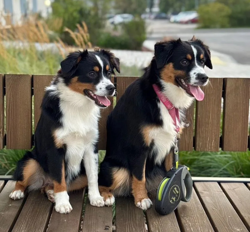 Australian Shepherd Puppies for Sale in Texas (TX)