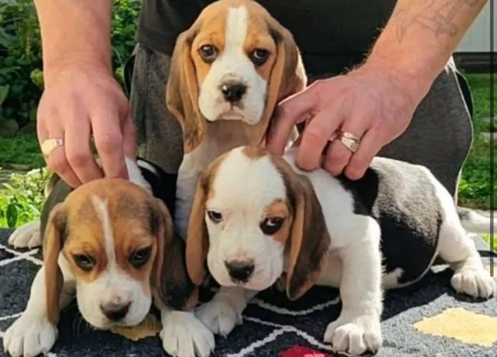 Beagle Puppies for Sale in Arizona (AZ)