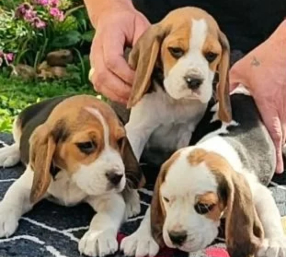 Beagle Puppies for Sale in Arizona (AZ)