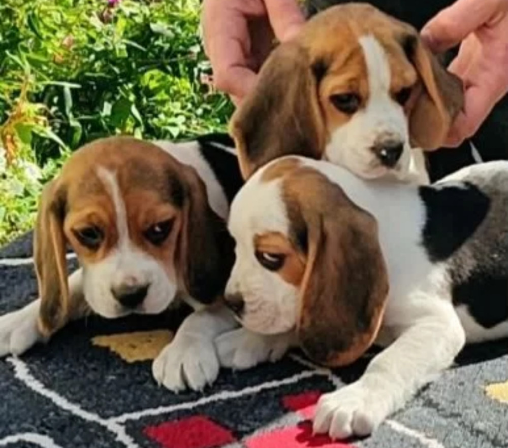 Beagle Puppies for Sale in Arizona (AZ)
