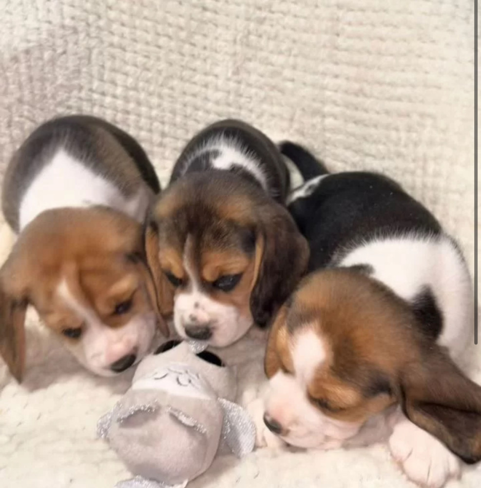 Beagle Puppies for Sale in Texas (TX)