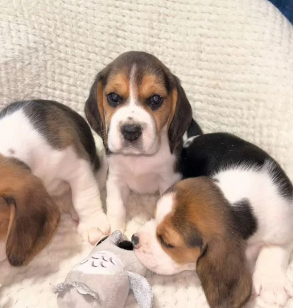 Beagle Puppies for Sale in Texas (TX)
