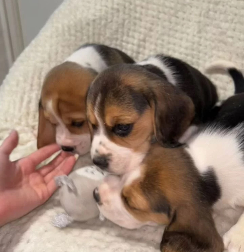 Beagle Puppies for Sale in Texas (TX)