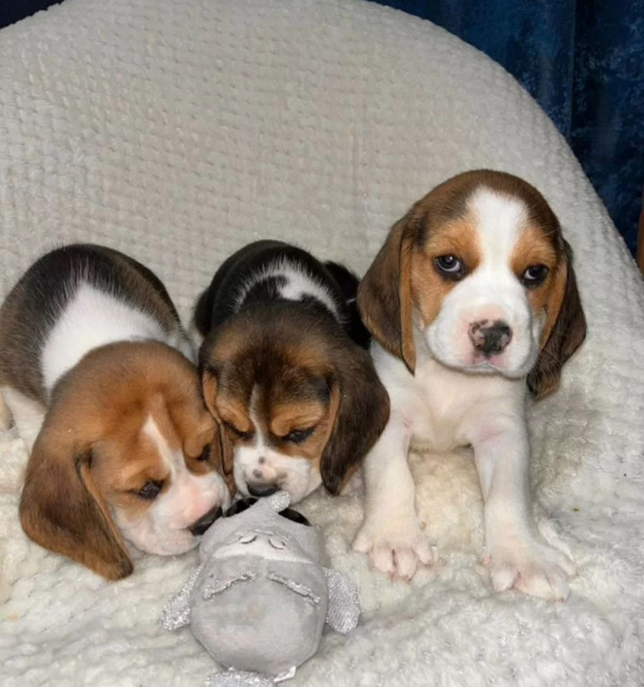 Beagle Puppies for Sale in Texas (TX)