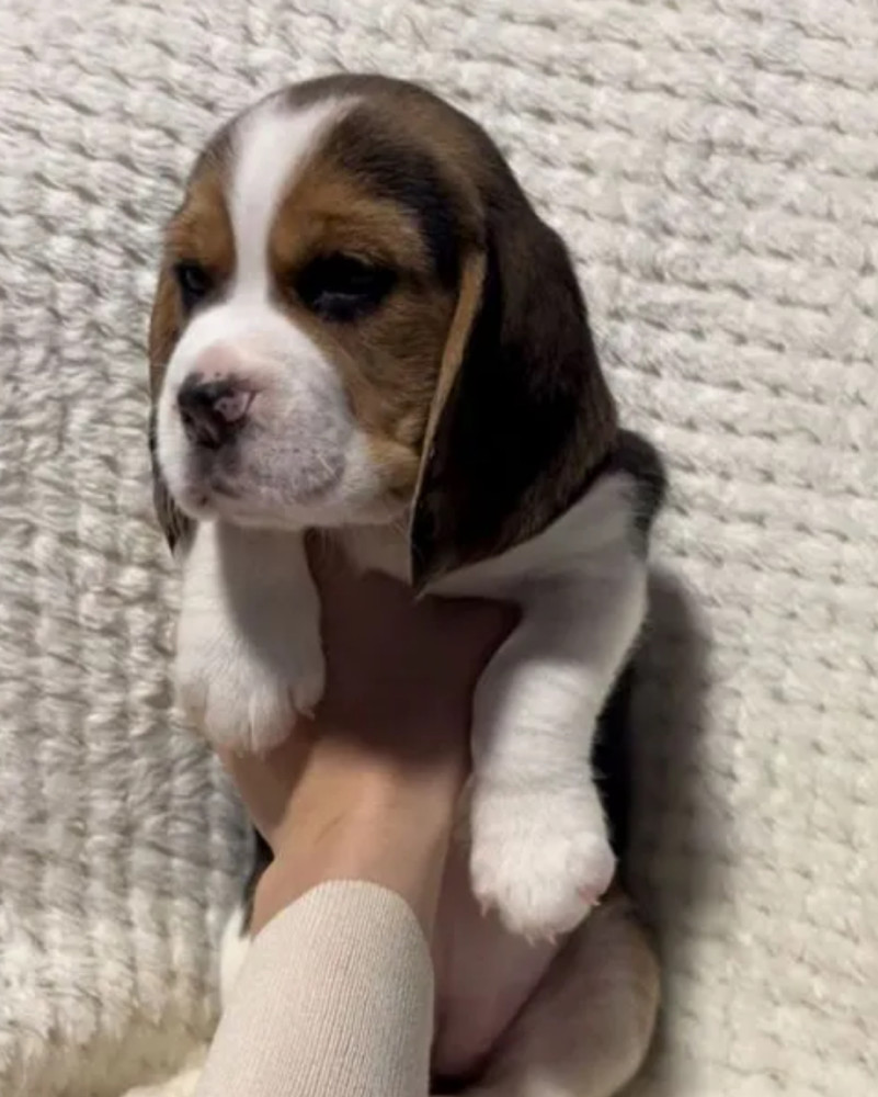 Beagle Puppies for Sale in Texas (TX)