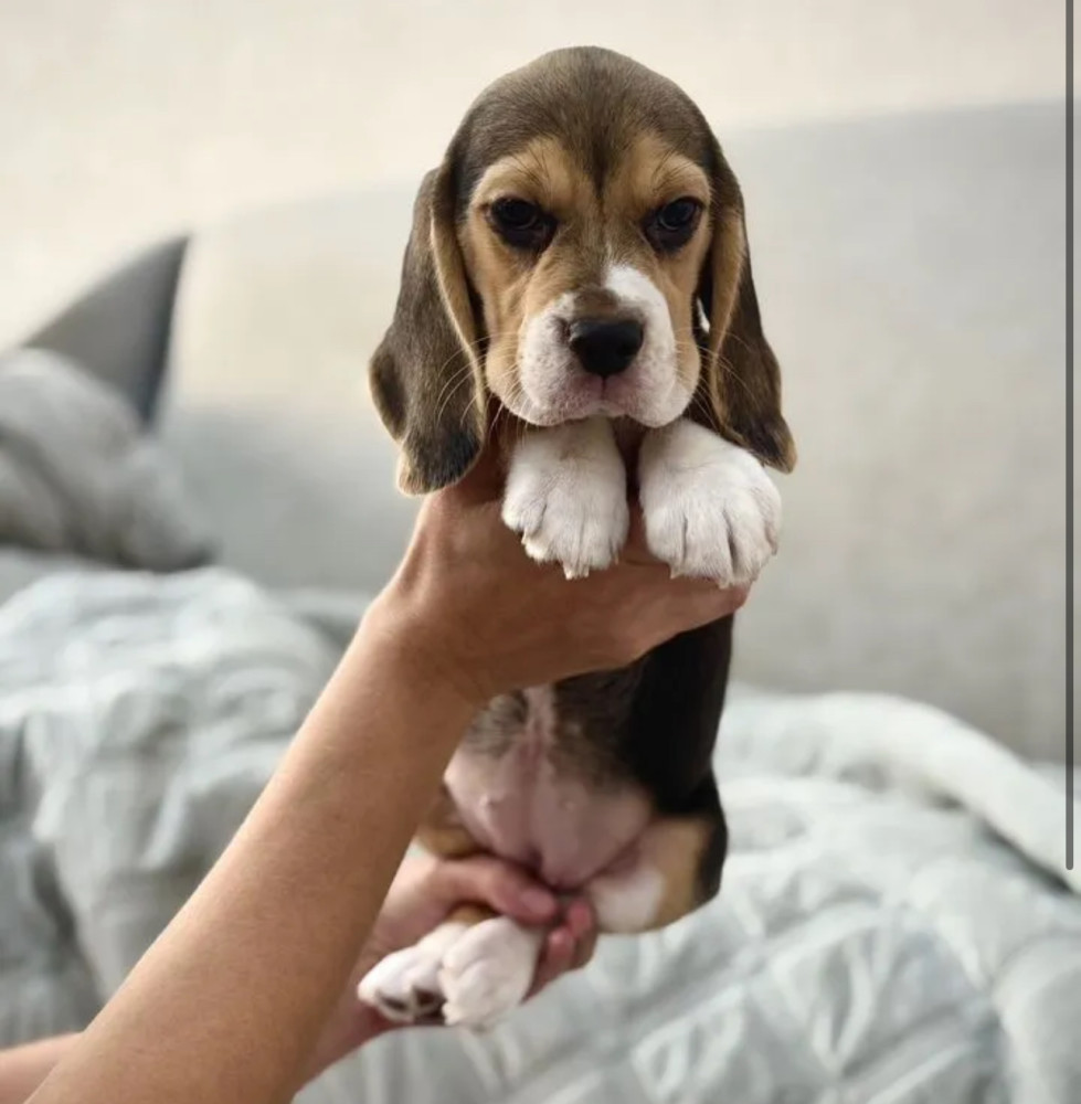 Beagle Puppy for Sale in New York (NY)