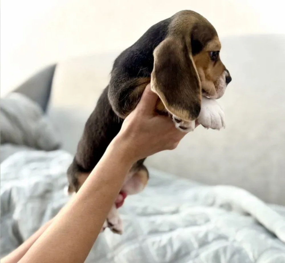 Beagle Puppy for Sale in New York (NY)