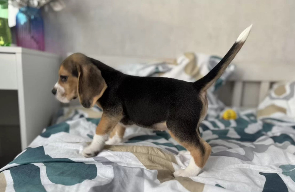 Beagle Puppy for Sale in New York (NY)