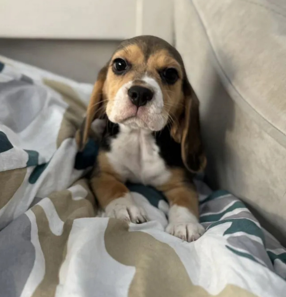 Beagle Puppy for Sale in New York (NY)