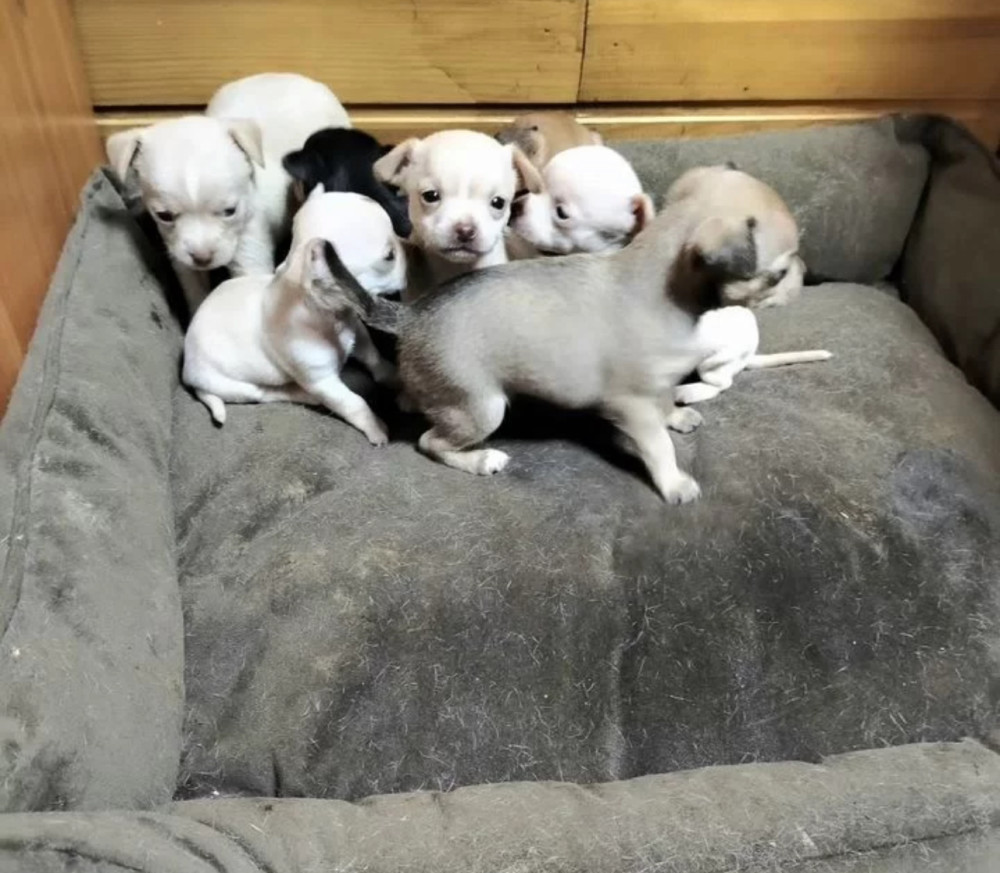 Chihuahua Puppies for Sale in Louisiana (LA)