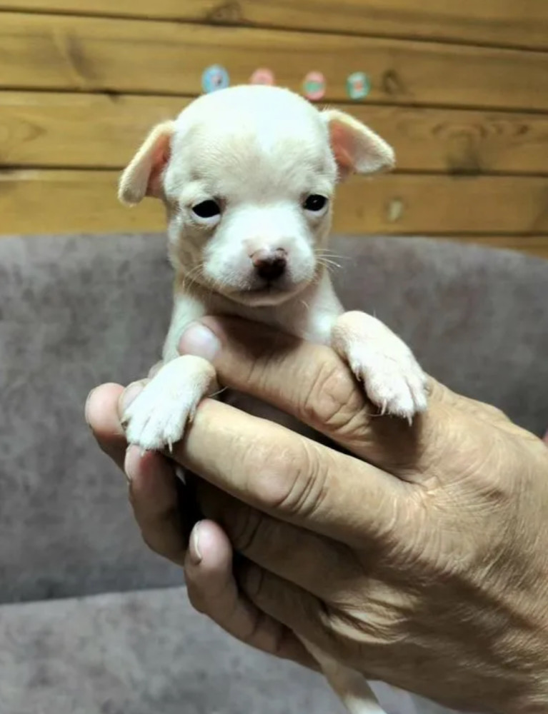 Chihuahua Puppies for Sale in Louisiana (LA)