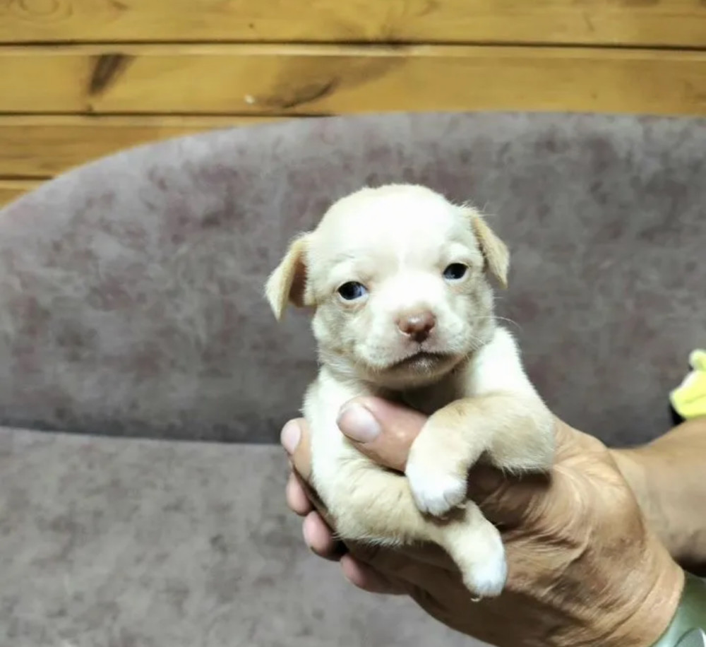 Chihuahua Puppies for Sale in Louisiana (LA)