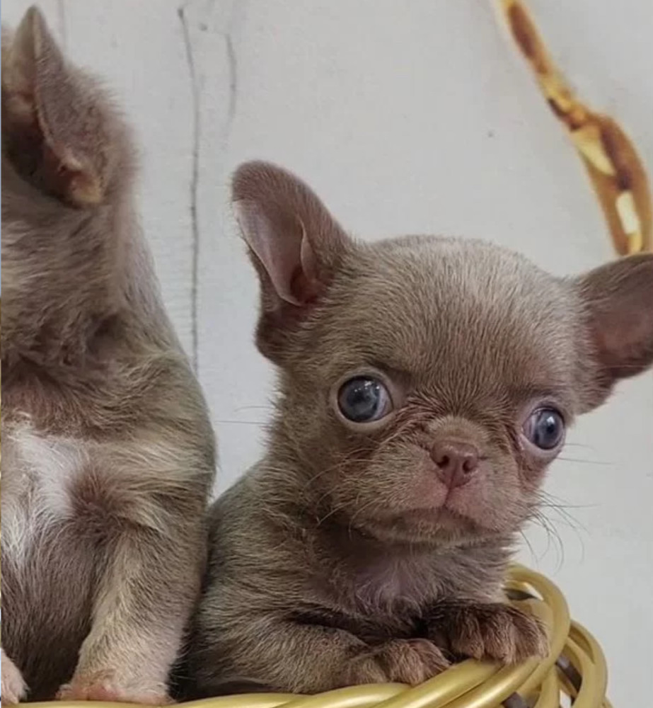 Chihuahua Puppies for Sale in New York (NY)
