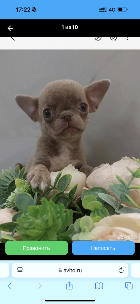 Chihuahua Puppies for Sale in New York (NY)