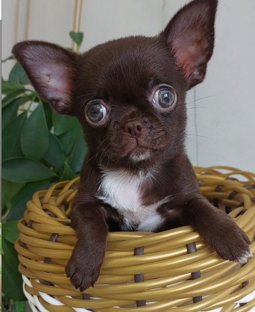 Chihuahua Puppies for Sale in New York (NY)