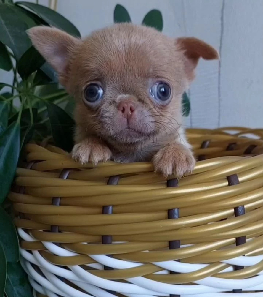 Chihuahua Puppies for Sale in New York (NY)