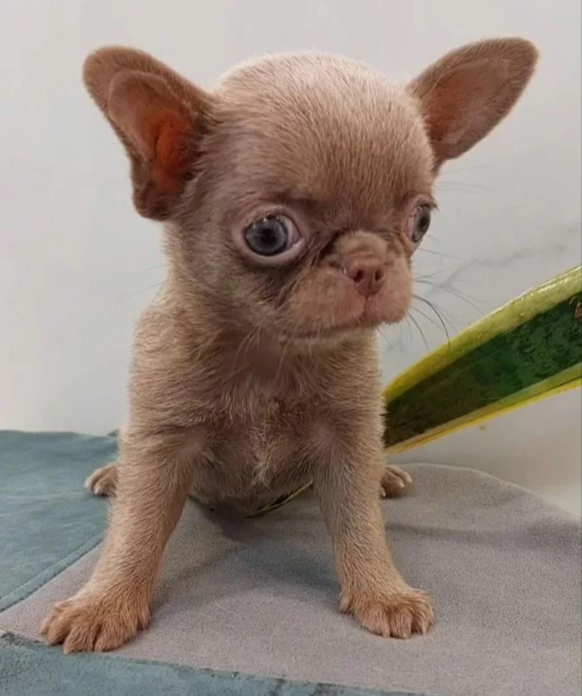 Chihuahua Puppies for Sale in New York (NY)
