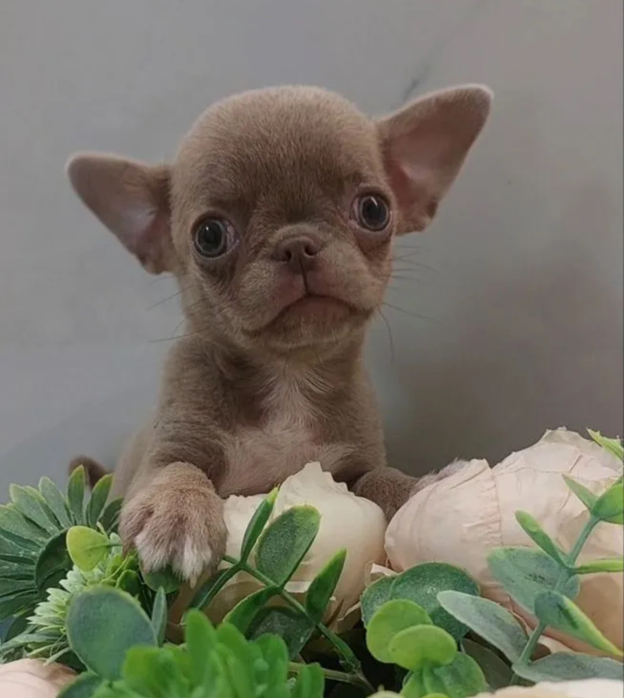 Chihuahua Puppies for Sale in New York (NY)
