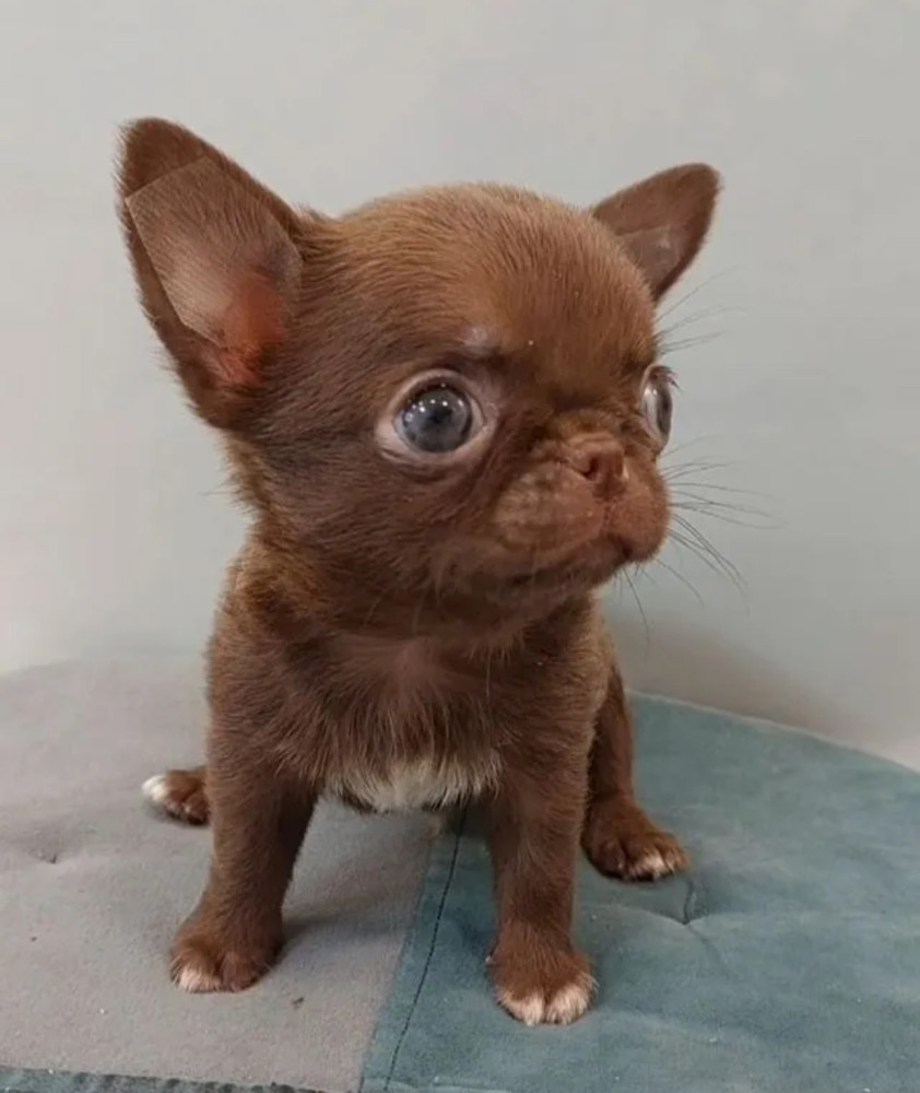 Chihuahua Puppies for Sale in New York (NY)