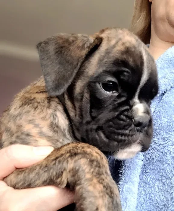 Boxer Puppies Available Soon!