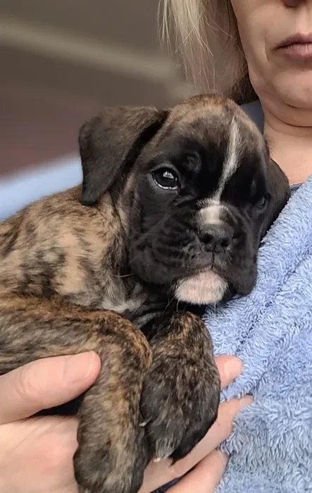 Boxer Puppies Available Soon!