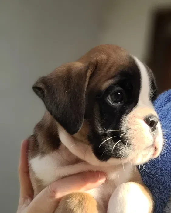 Boxer Puppies Available Soon!