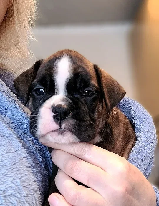 Boxer Puppies Available Soon!