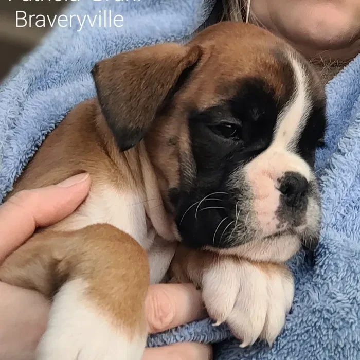 Boxer Puppies Available Soon!