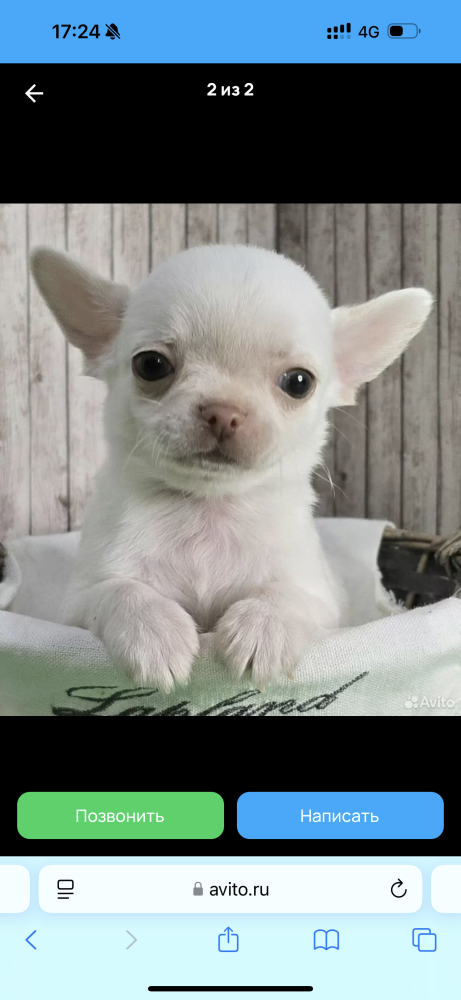 Chihuahua Puppies for Sale in New York (NY)