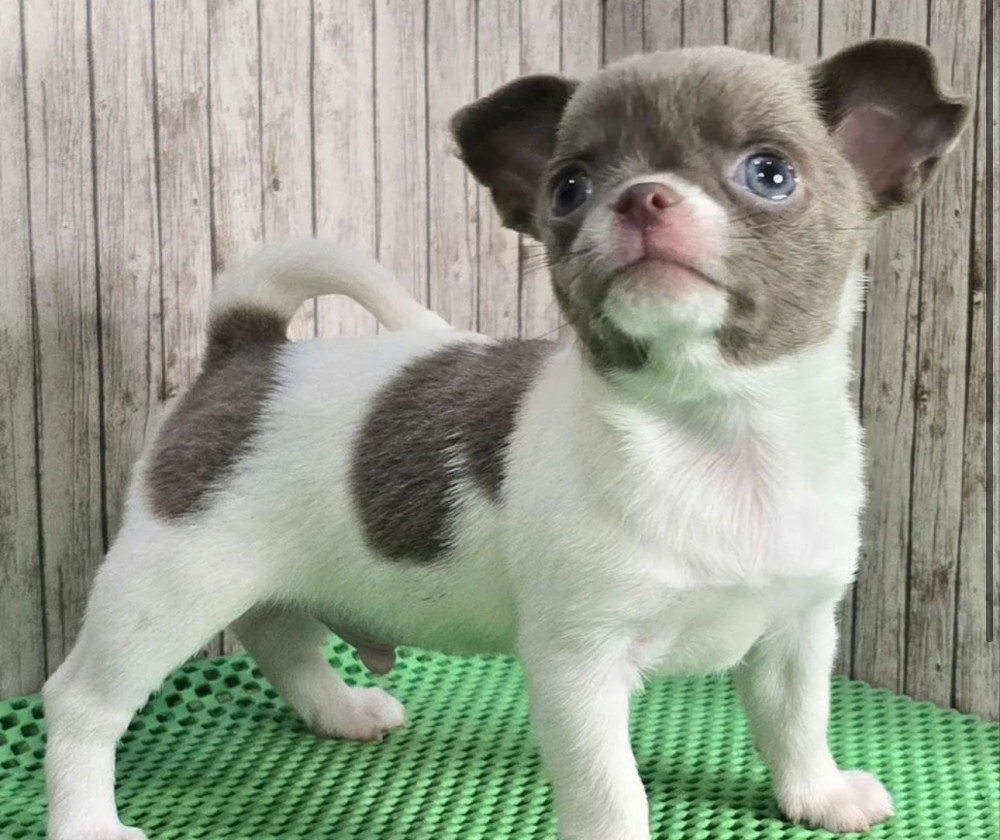 Chihuahua Puppies for Sale in New York (NY)