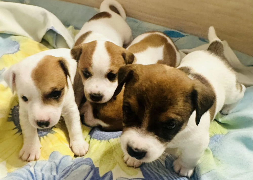 Jack Russell Terrier Puppies for Sale in Pennsylvania (PA)